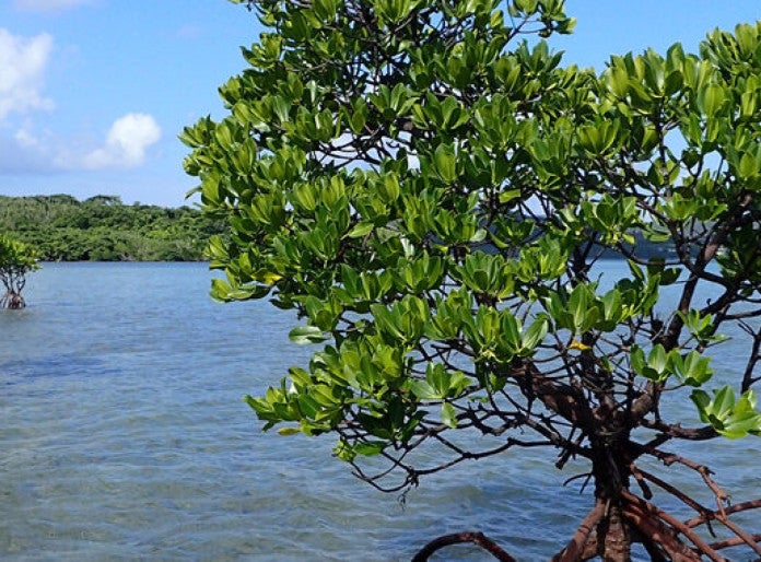 Tracking the journey of mangroves in southern Japan