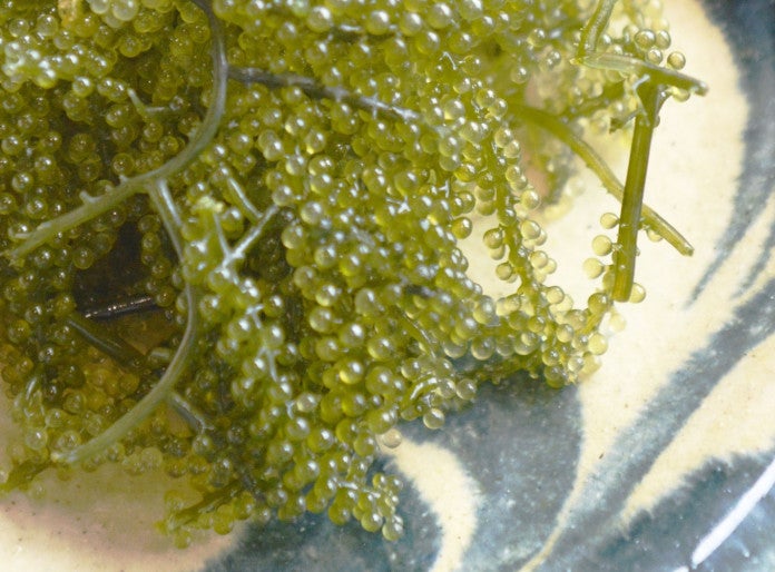 Bursting the bubble: Revealing tasty genetic secrets of gigantic single-celled creatures