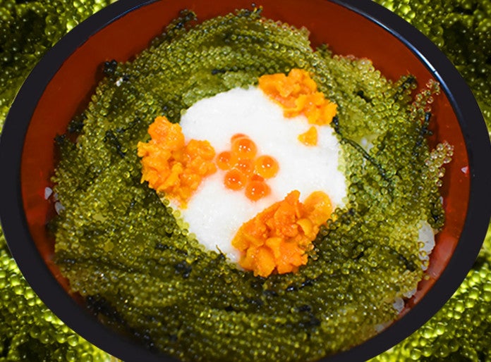 Okinawan Sea Grapes Reveal Secrets of Plant Evolution 