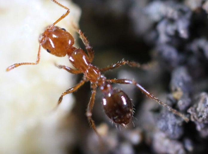 Controlling Invasive Ant Species in Okinawa 