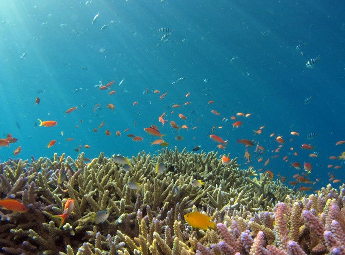 Creating a map of coral distribution with environmental DNA 