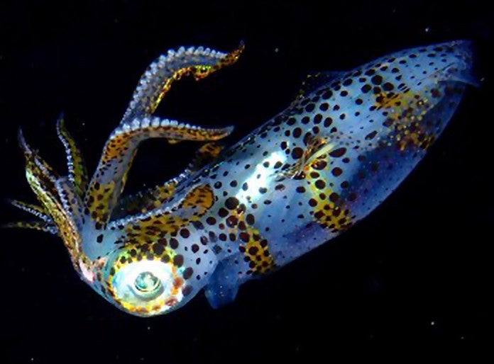 New startup "Kwahuu Ocean" emerges from OIST