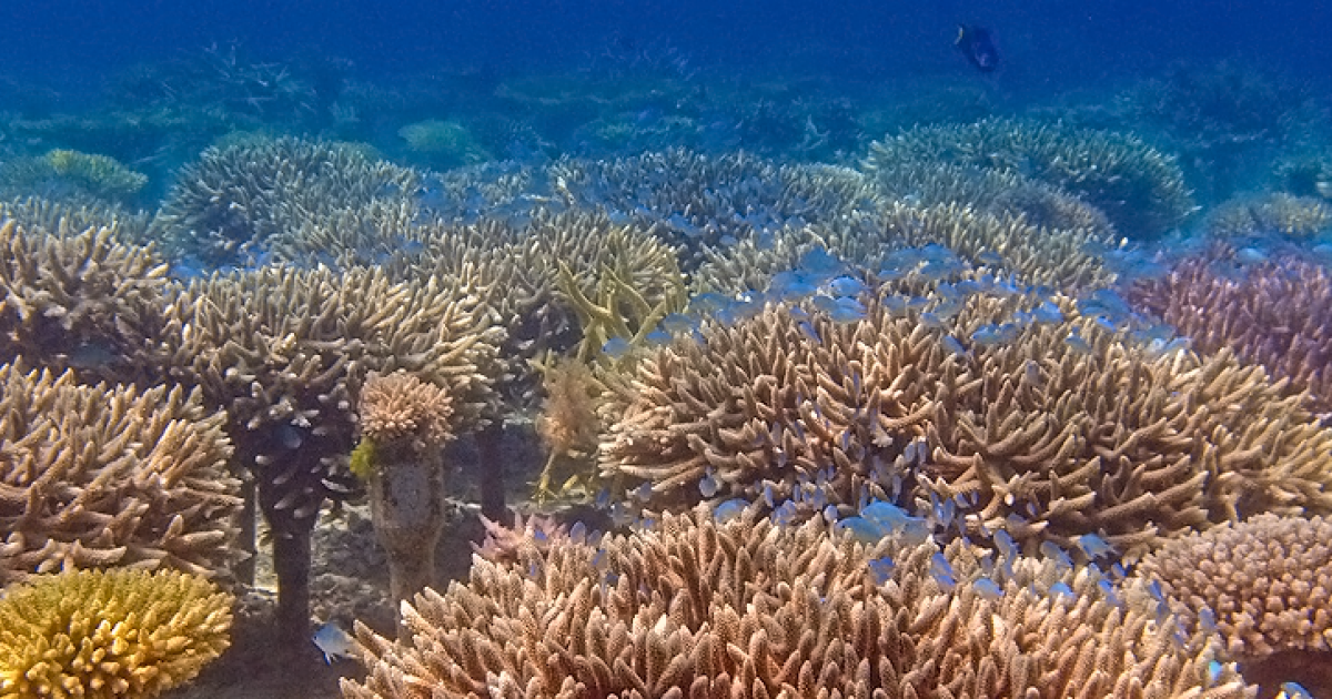 サンゴ サンゴの白化現象とは？珊瑚礁と地球温暖化の関係について解説