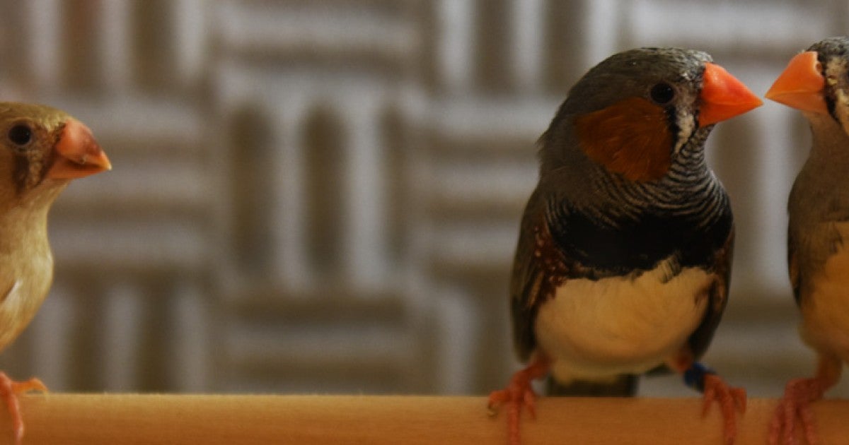 The Sound of Music: How the Songbird Learns its Melody | Okinawa