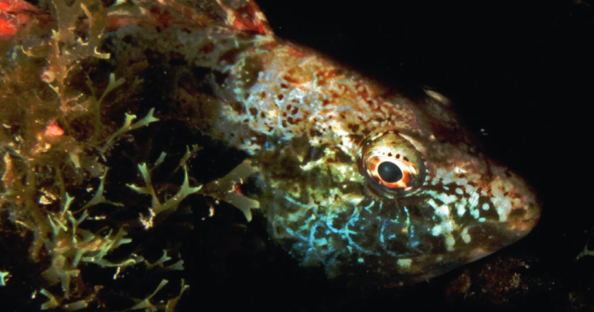 夜行性の魚の眼の知られざる特性 沖縄科学技術大学院大学 Oist