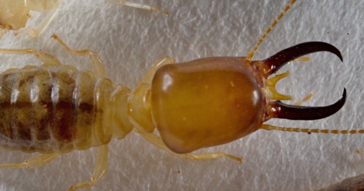 Phylogenetic Analysis Forces Rethink of Termite Evolution | Okinawa ...