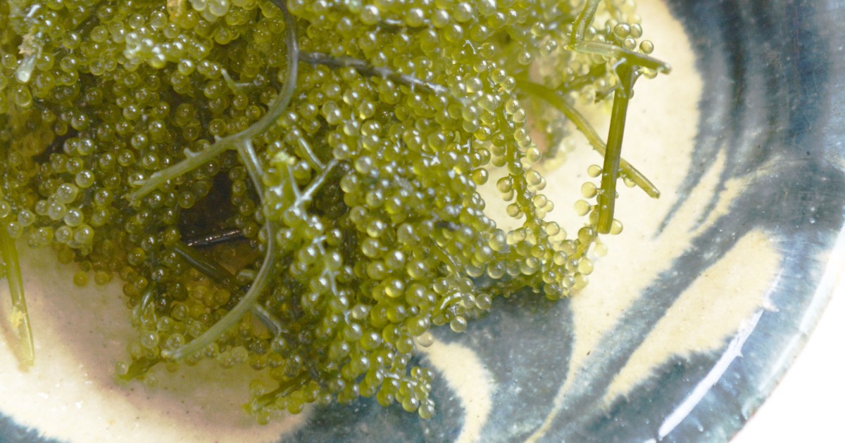 単細胞生物海ぶどうの葡萄の房は植物の葉と同じ？