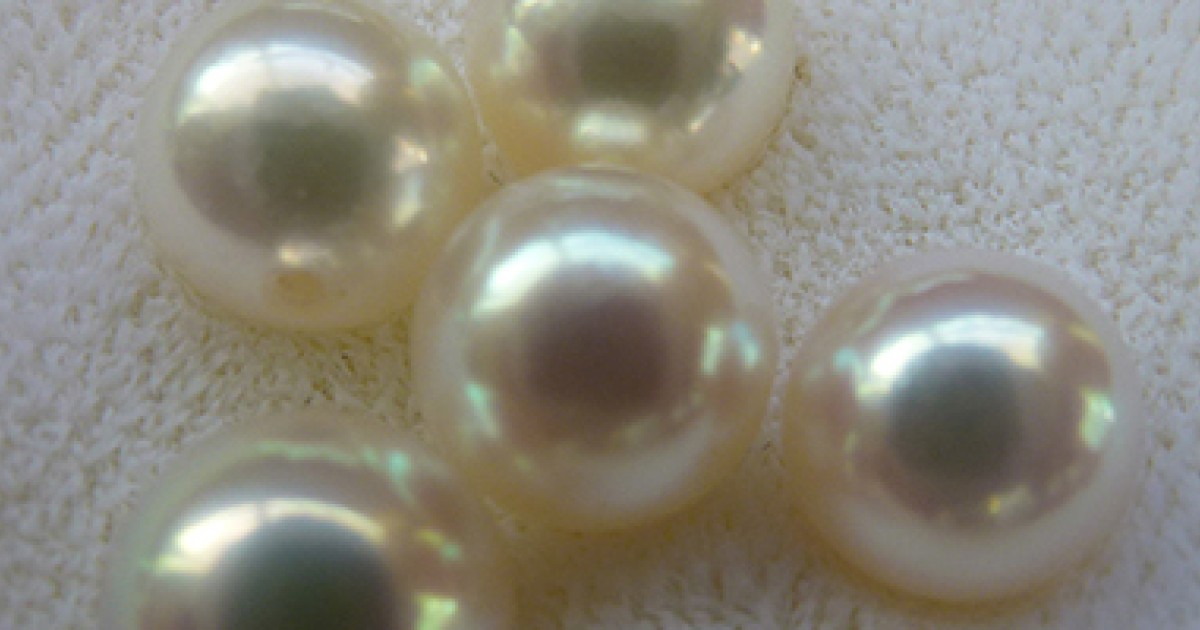 気候変動と海水温上昇が真珠貝の進化に影響 | 沖縄科学技術大学院大学