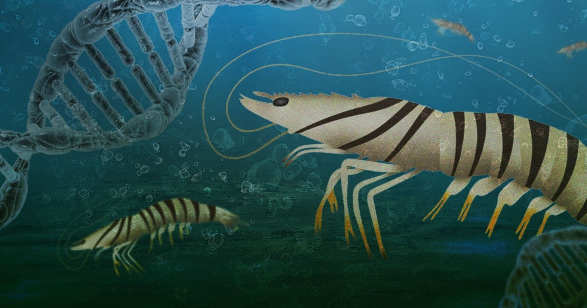 生物細密画（水彩）「クルマエビ」 クルマエビのゲノム解読に成功 | 沖縄科学技術大学院大学（OIST）