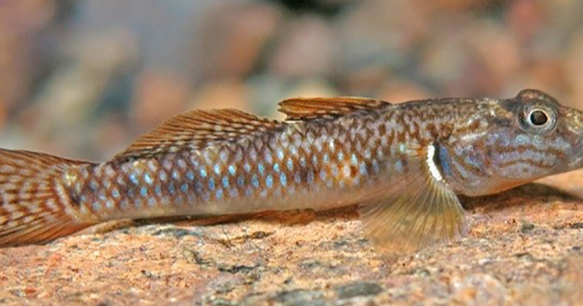 Two new species of freshwater goby fish discovered in Palawan