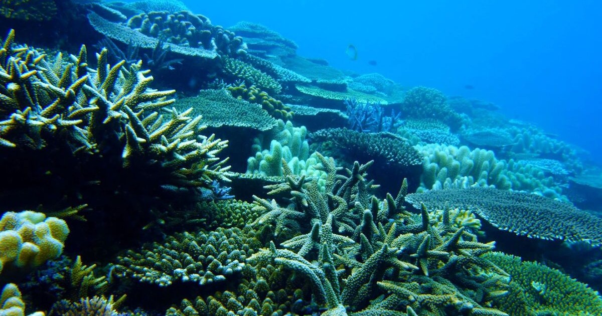 海洋個体群の幼生分散とコネクティビティ | 沖縄科学技術大学院大学