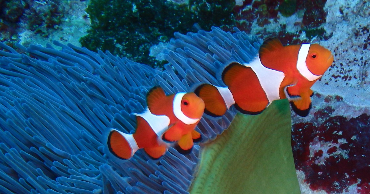 クマノミの過去 現在 未来を知る新たな手がかり 沖縄科学技術大学院大学 Oist