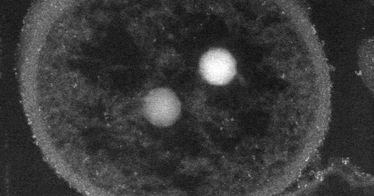 Extreme (band) visual data 5