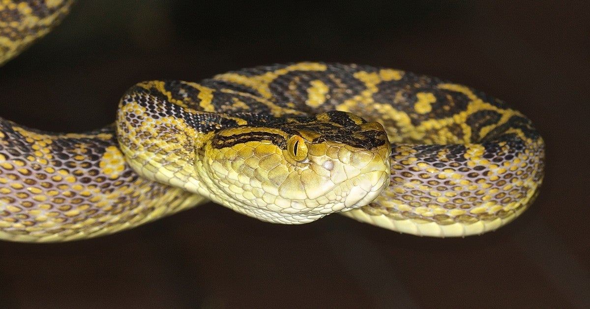 Snake-header.jpg?h=d1cb525d&