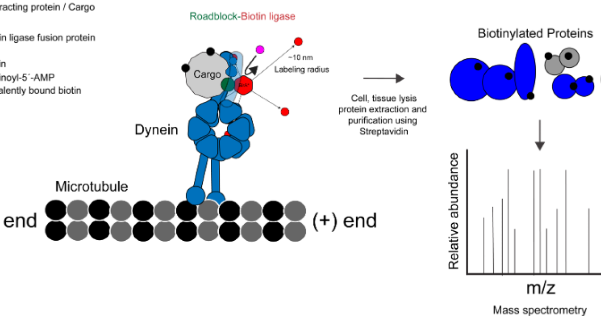 mnu_terenzio-site-research-  