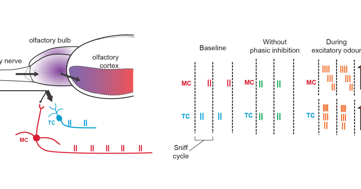 sbn Publications 16 | Okinawa Institute of Science and Technology OIST