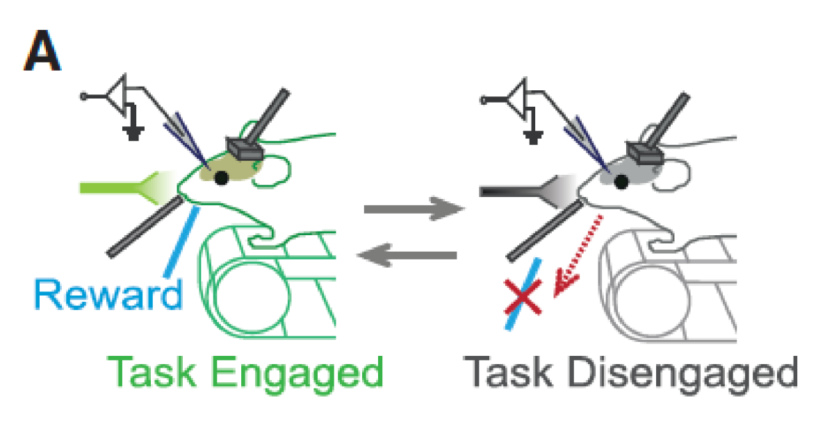sbn Publications 12 | Okinawa Institute of Science and Technology OIST