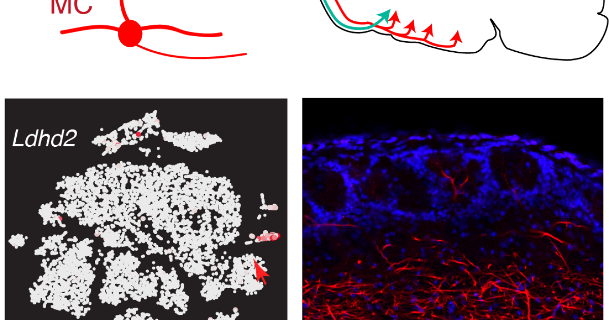 sbn Publications 08 | Okinawa Institute of Science and Technology OIST