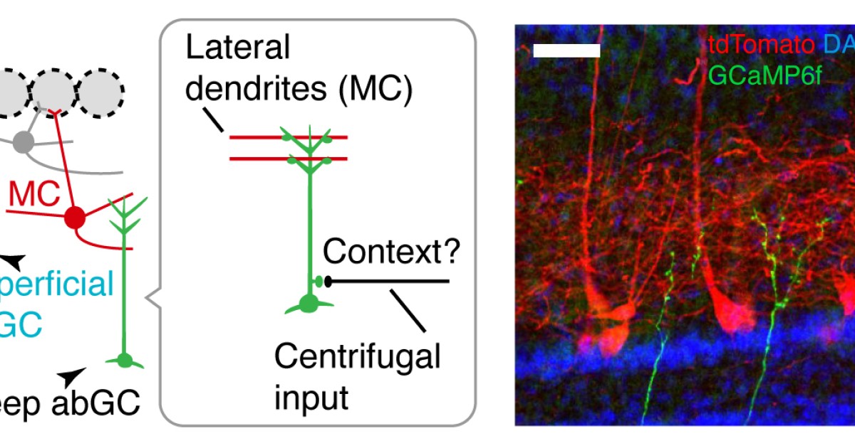 sbn Publications 01 | Okinawa Institute of Science and Technology OIST