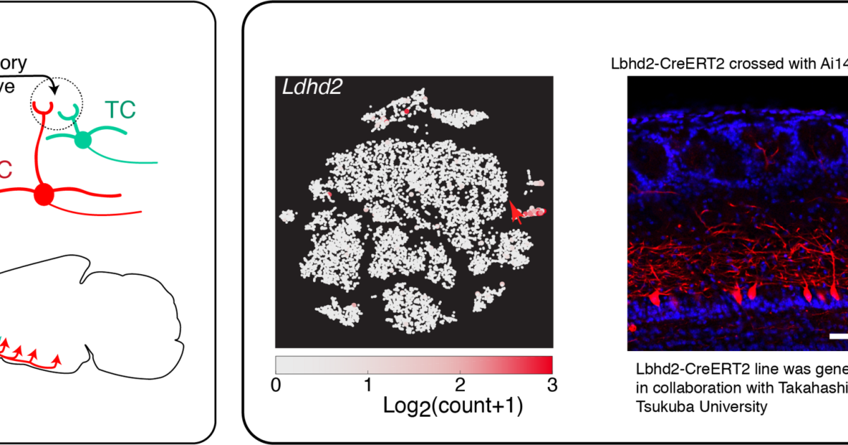 sbn FY2020 Annual Report 02 | Okinawa Institute of Science and ...