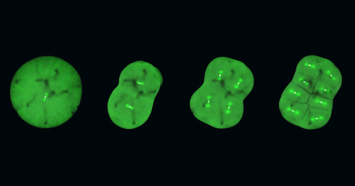 Unveiling the mysteries of cell division in embryos with