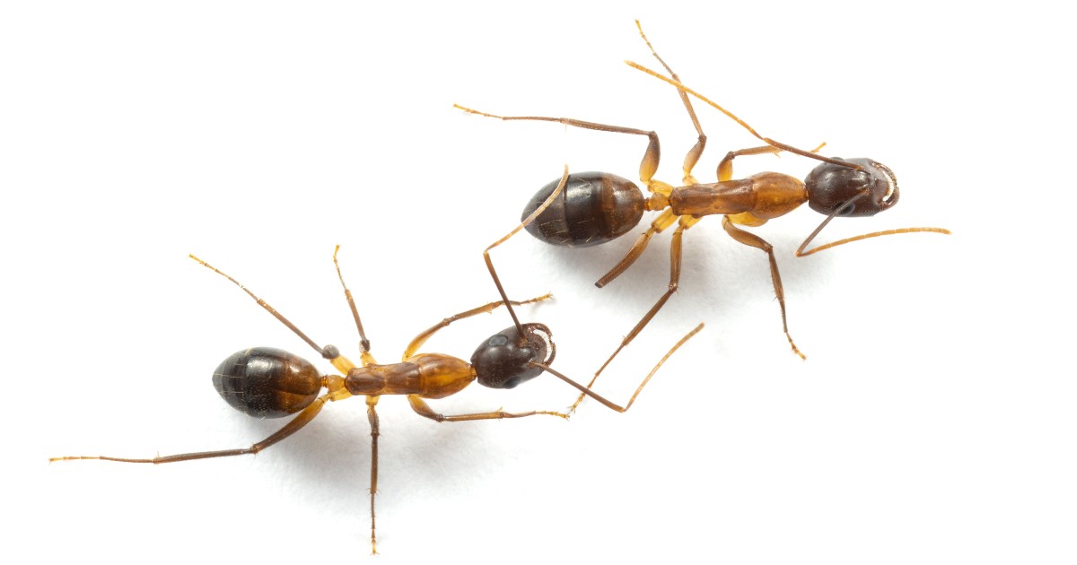 Ants perform emergency medical care in the field | Okinawa
