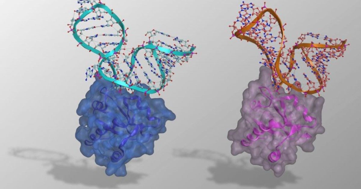 人工進化が生んだ超高親和性 RNA–タンパク質ペアの構造基盤解明