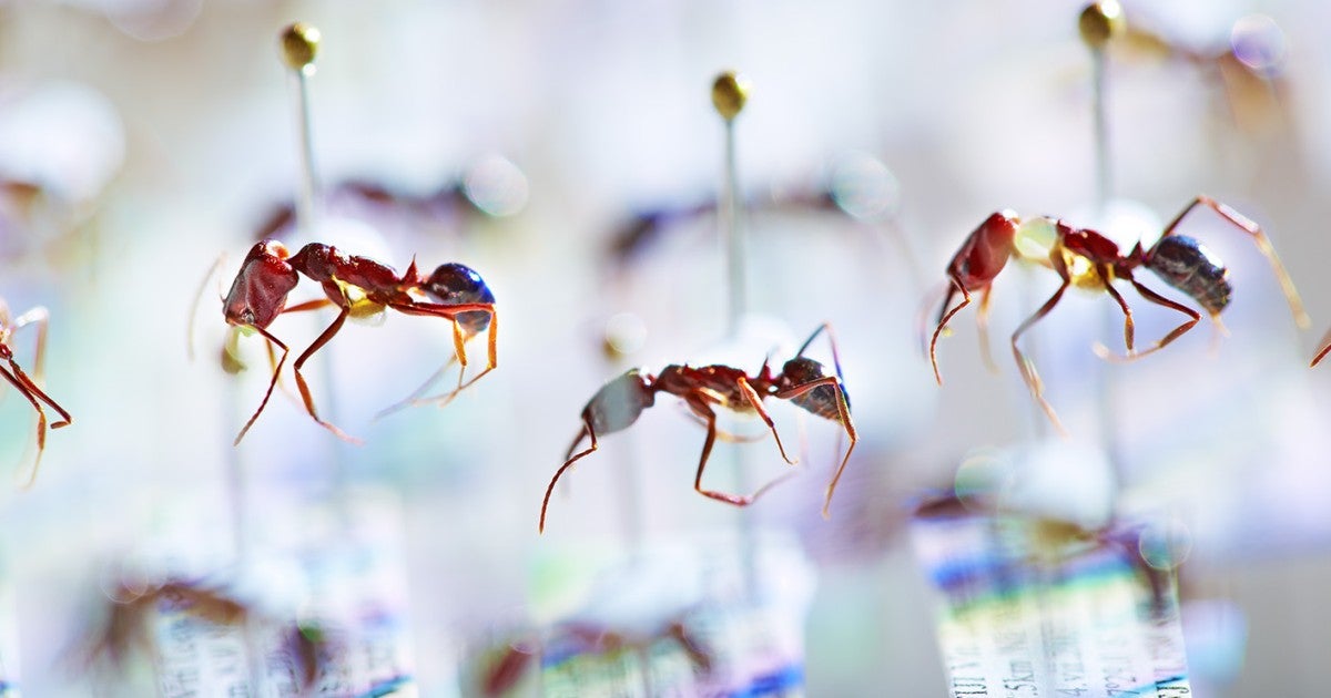 Island ant communities show signs of 'insect apocalypse' | Okinawa