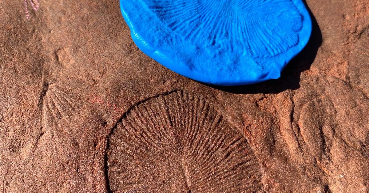 ニルペナのエディアカラ国立公園で観察されたディッキンソニアの化石と