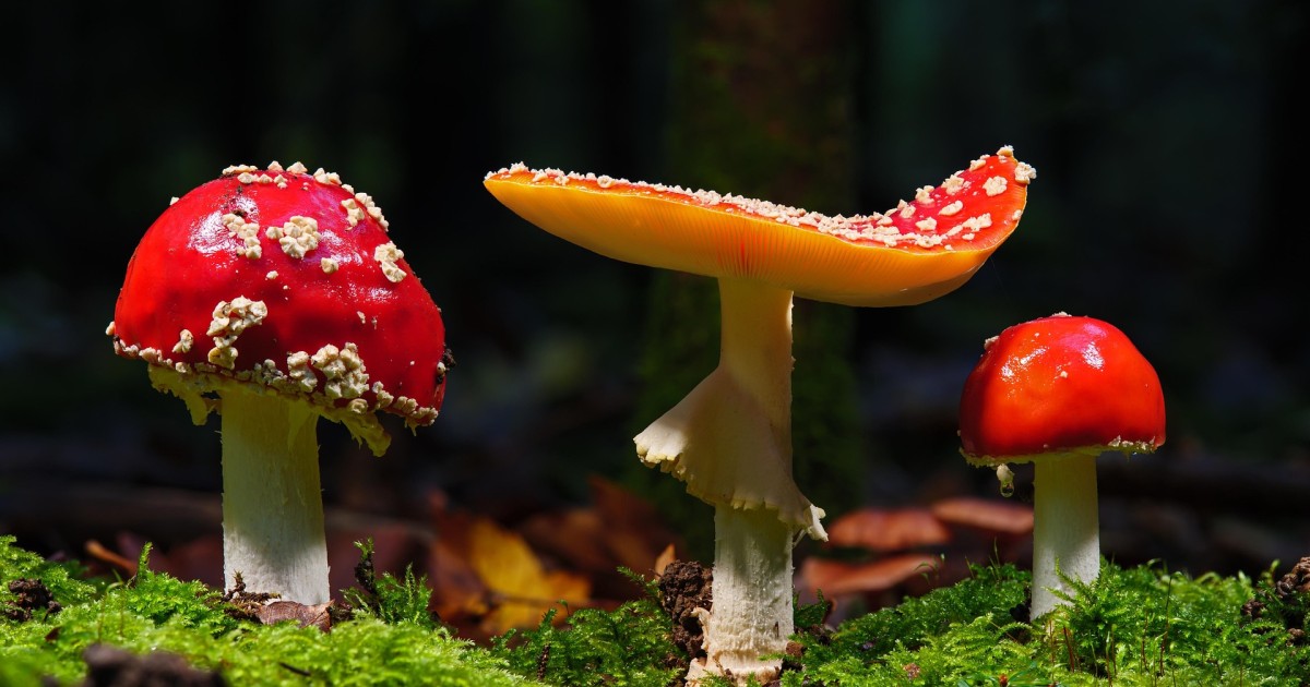 Fungi set the stage for life on land millions of years earlier than thought