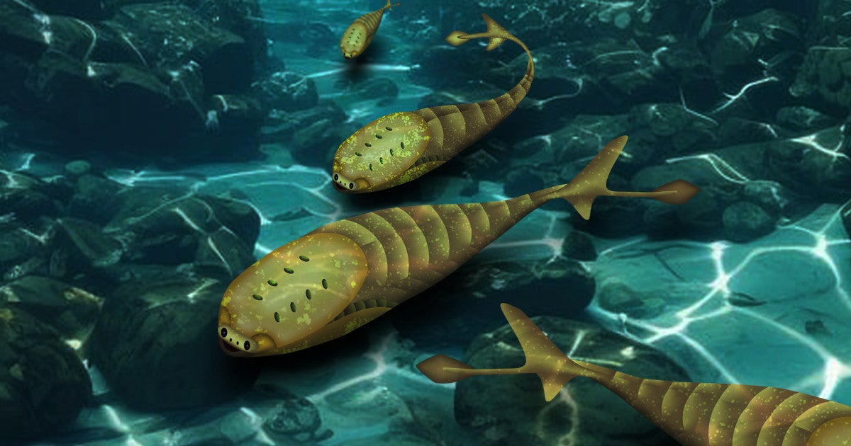 サカバンバスピスのイラスト | 沖縄科学技術大学院大学（OIST）