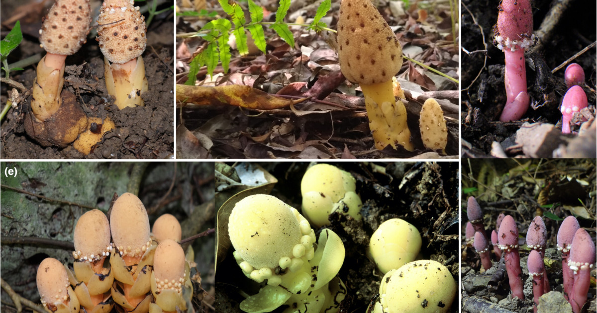 nph70761-fig-0001-m.jpg?h=