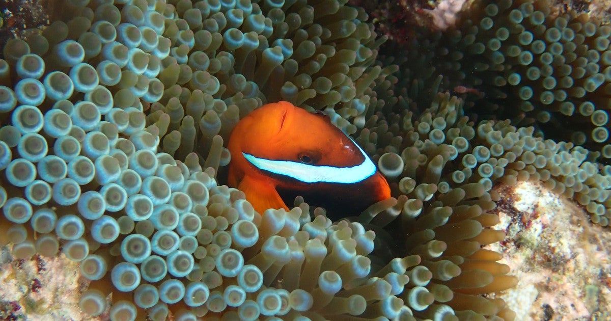Tomato anemonefish (Amphiprion frenatus) in its natural environment ...
