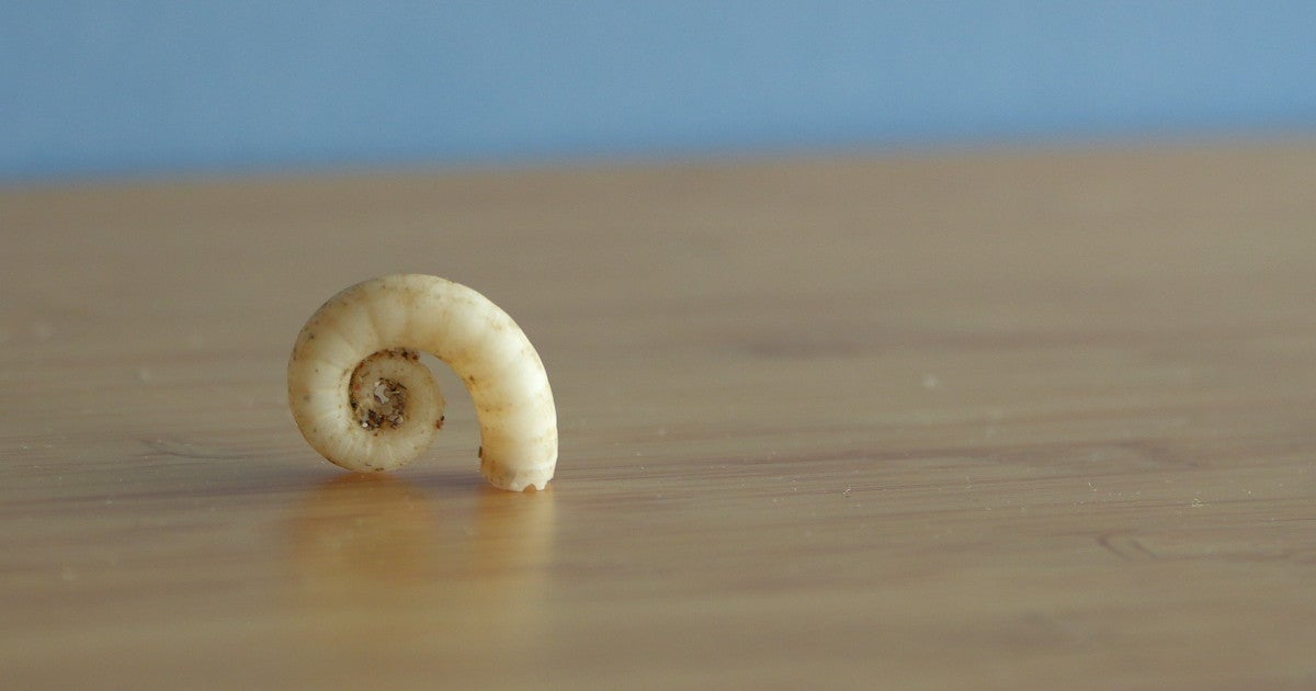 Photo of ram’s horn squid shell | Okinawa Institute of Science and ...