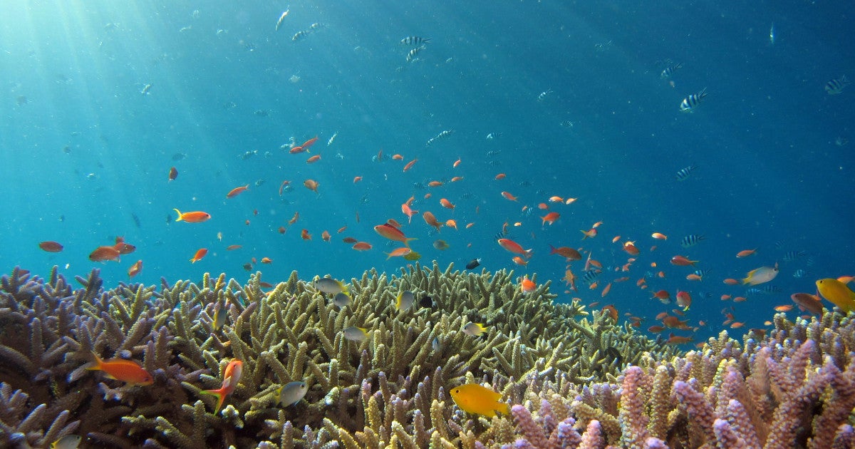 Mapping Coral Distribution via Environmental DNA