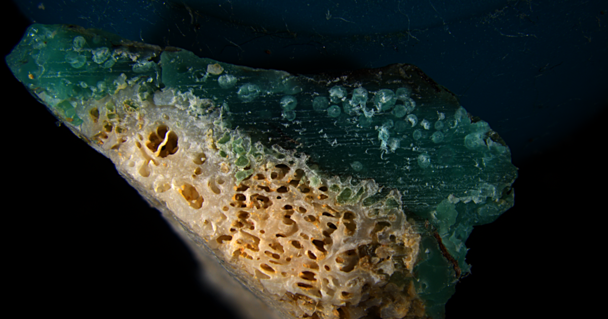 プラスチックと融合したサンゴ片を確認 サンゴ礁生態系への新たな懸念