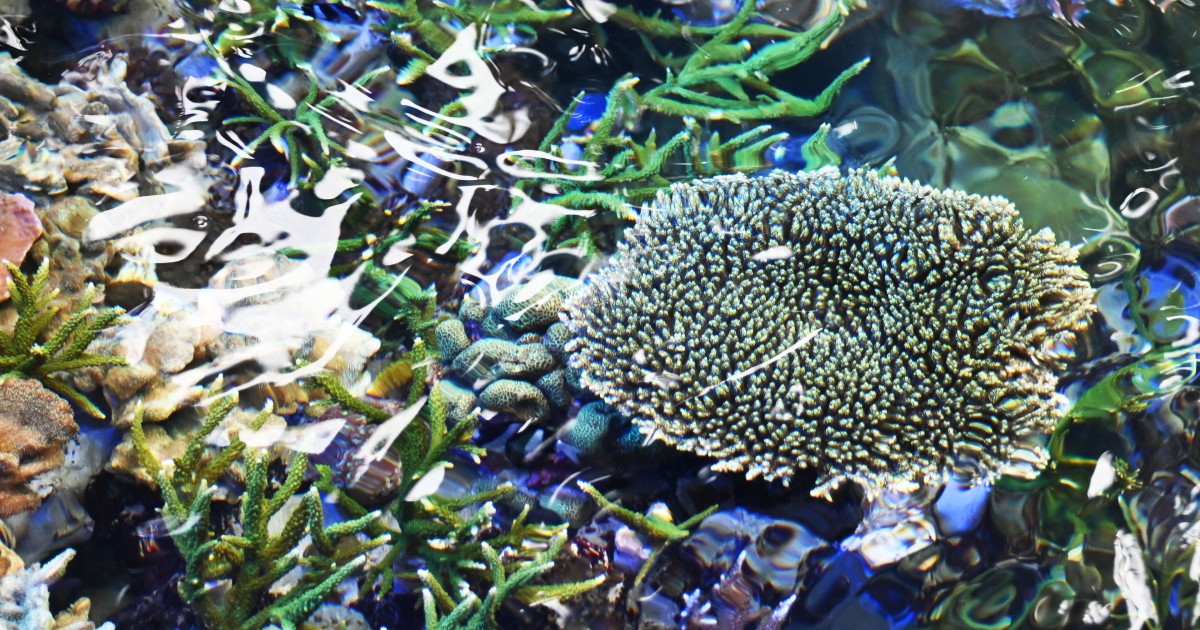 高温に耐えられるサンゴと耐えられないサンゴは色に違いがある | 沖縄 