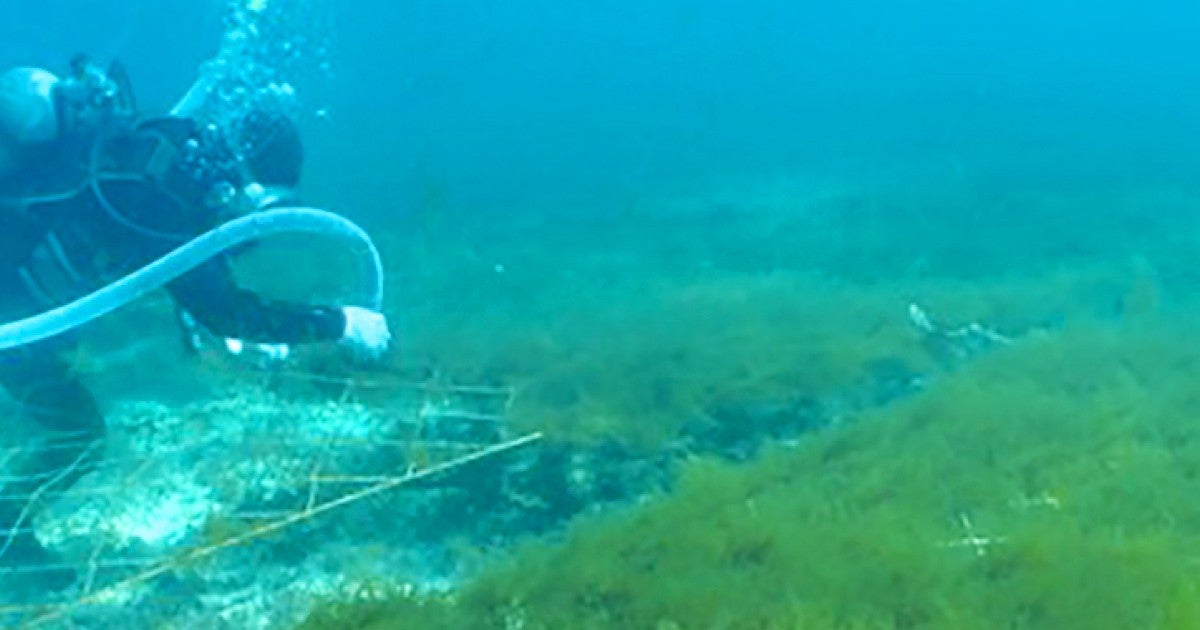 okinawa mozuku the treasure under the
