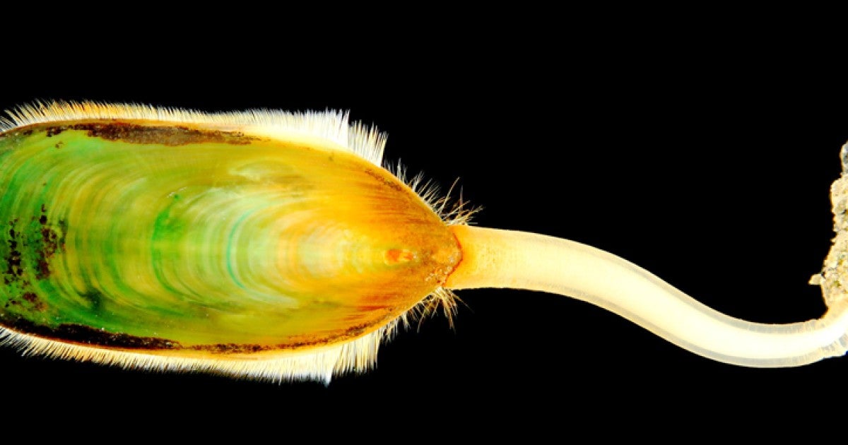 生きた化石シャミセンガイのゲノム解読 — 動物進化の謎に迫る— | 沖縄 