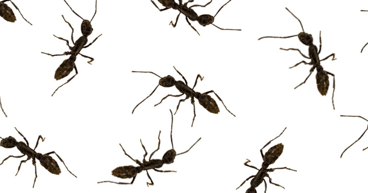 奪われた王位 トゲオオハリアリのコロニーで繰り広げられるメスの階級争い 沖縄科学技術大学院大学 Oist