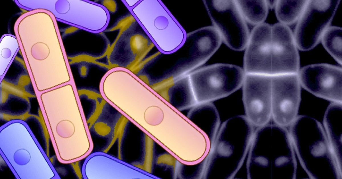 酵母実験で明らかになった抗がんメカニズム 沖縄科学技術大学院大学 Oist