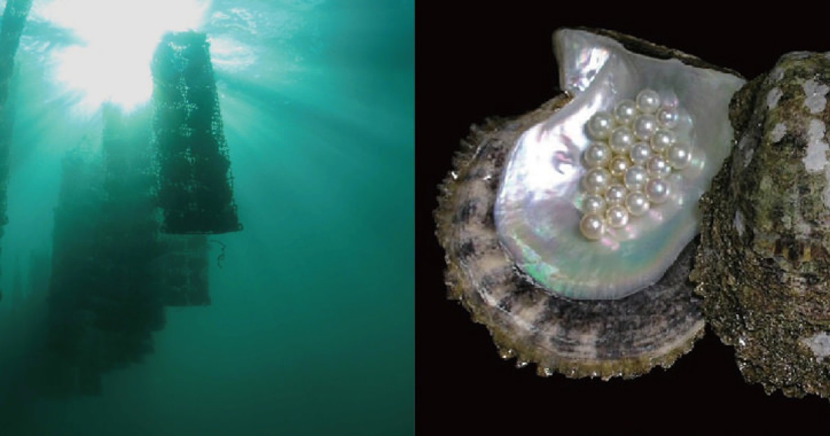 mikimoto_01.jpg?h=14f0de79&