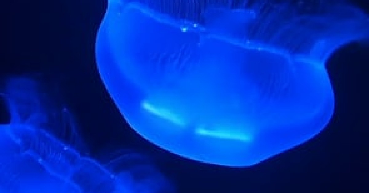 Jellyfish Genes Hold Secret to Swimming Okinawa Institute of Science