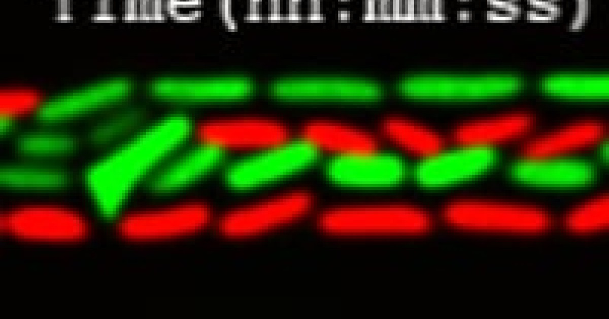 of population dynamics of E. coli bacteria | Okinawa Institute of Science and Technology OIST