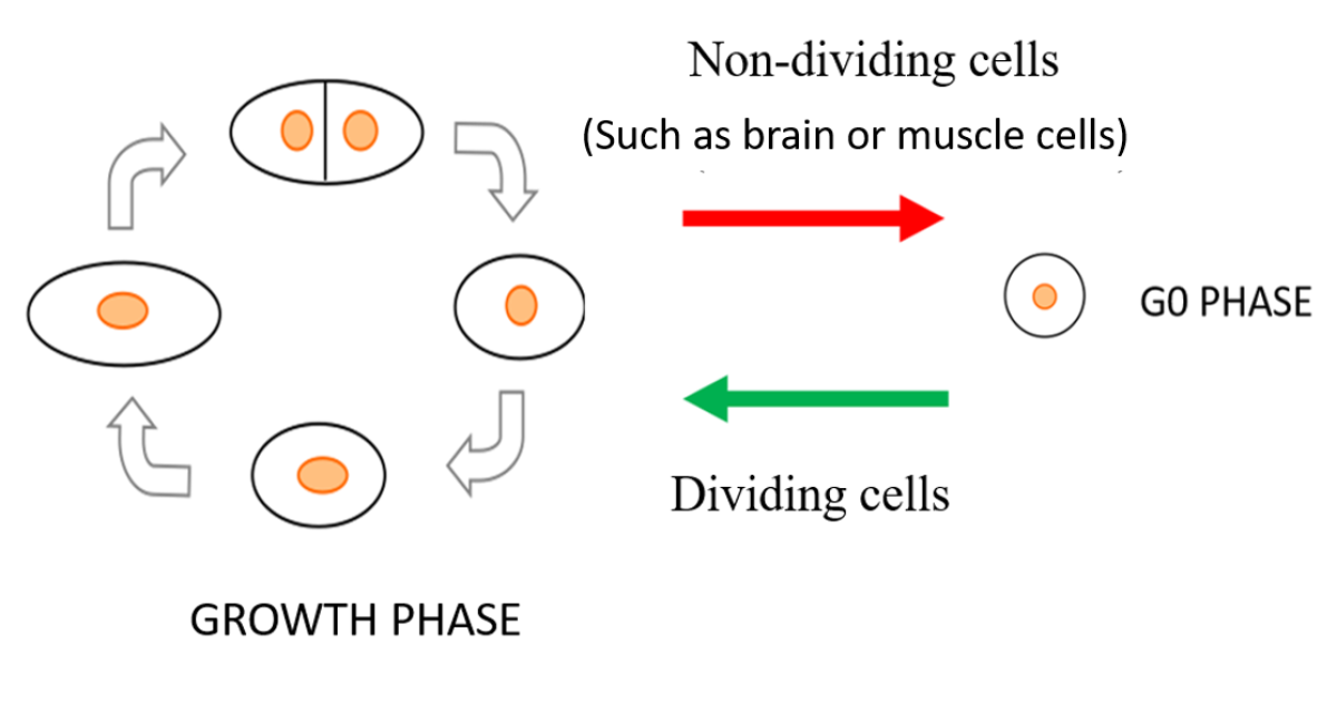 Schematic diagram of fission yeast cells in multiplicative phase (left ...