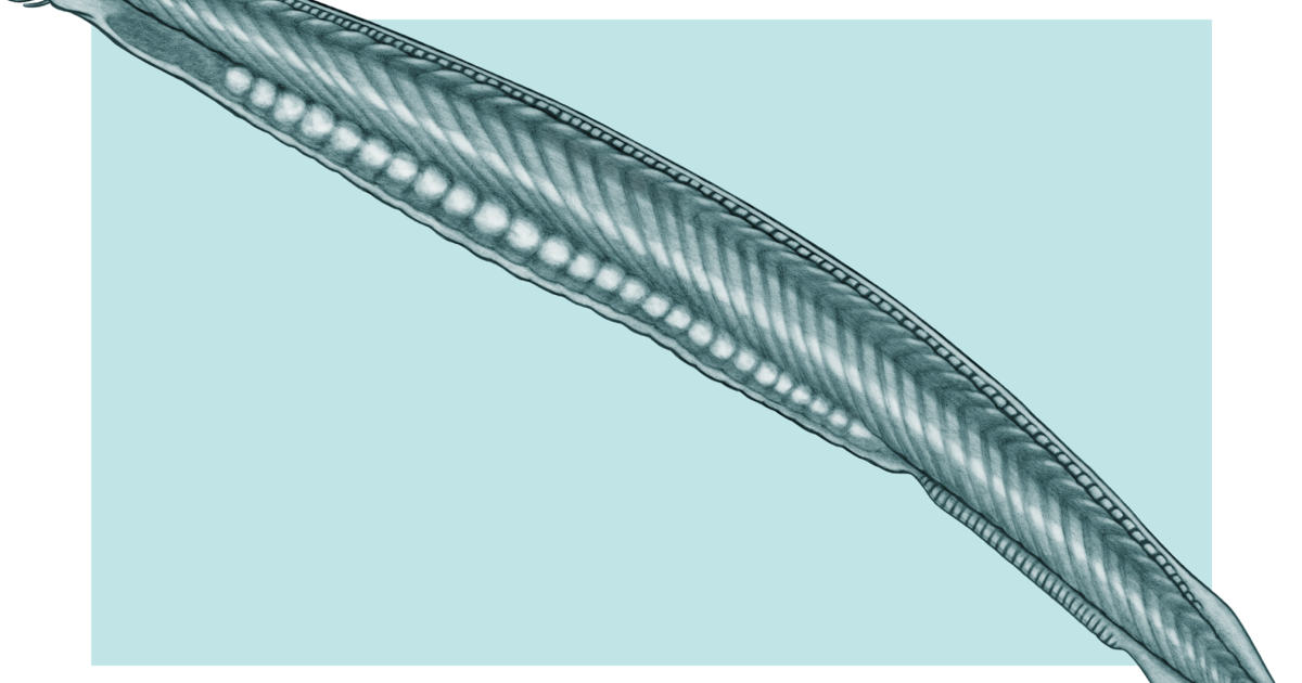 20200420-Amphioxus.png?h=