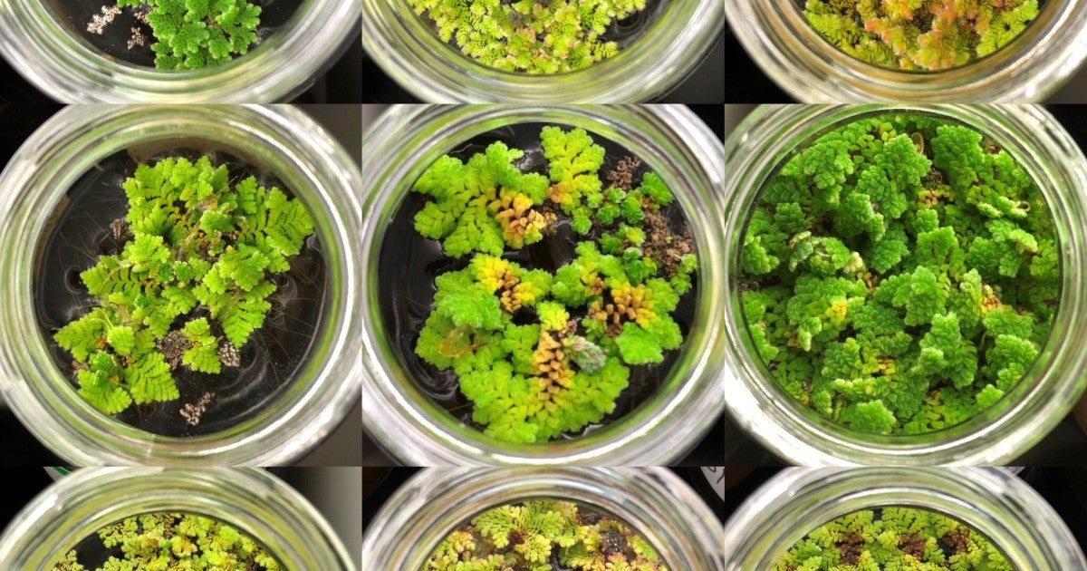 Azolla | Okinawa Institute of Science and Technology OIST
