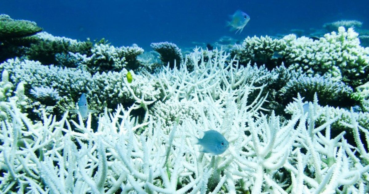 オーストラリア、スコット・サンゴ礁で白化したサンゴ | 沖縄科学技術大学院大学(OIST)
