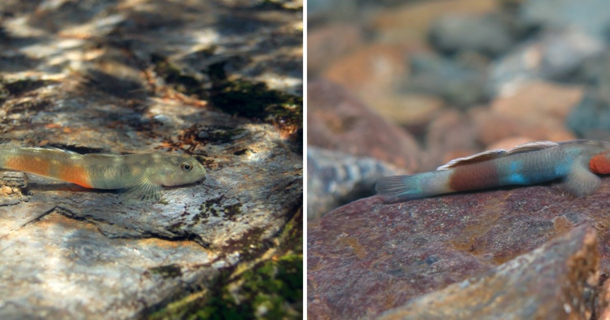 ブナガヤボウズハゼとLentipes palawanirufusのオス | 沖縄科学技術