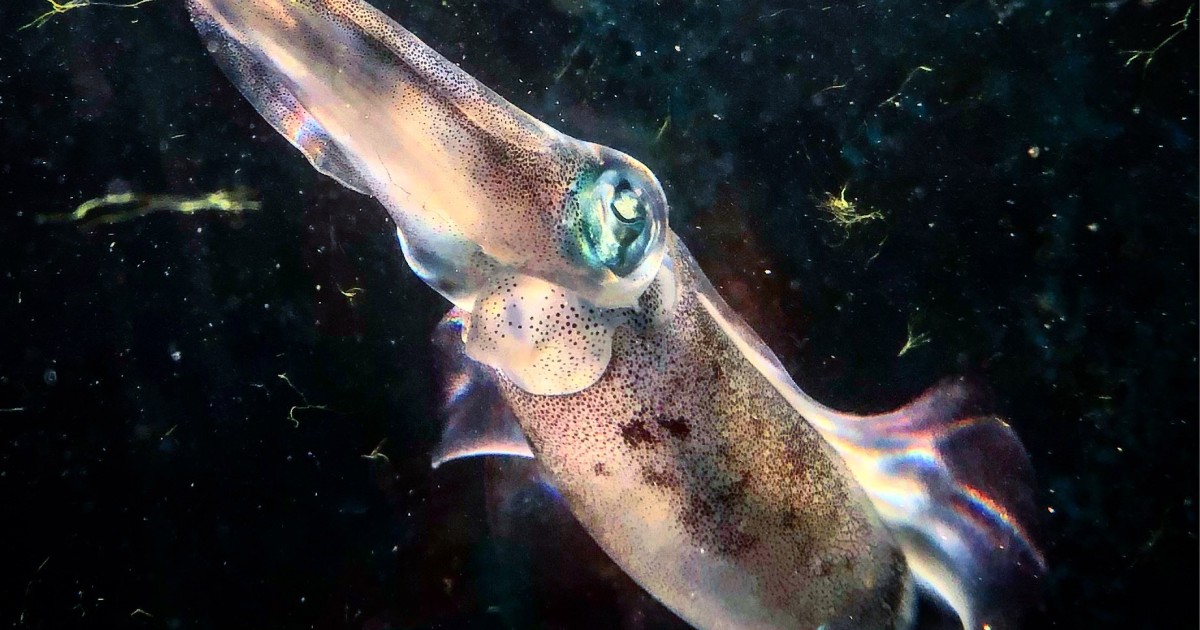 A species of oval squid, locally known as Shiro-icha, from Okinawa